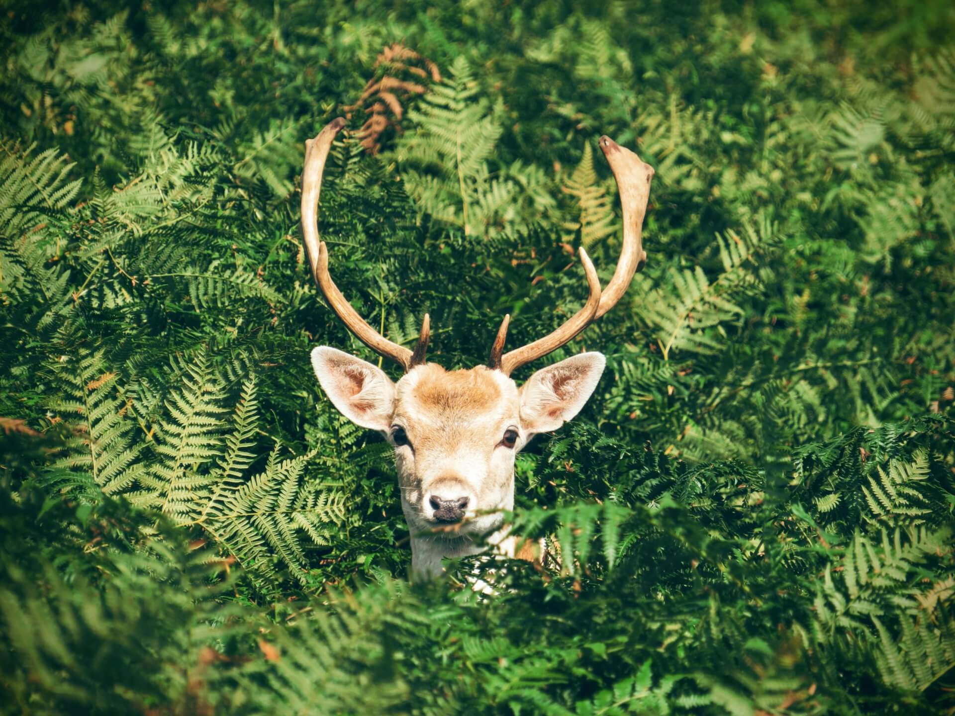BeBiodiversity #BeBiodiversity fête l’environnement ce 5 juin