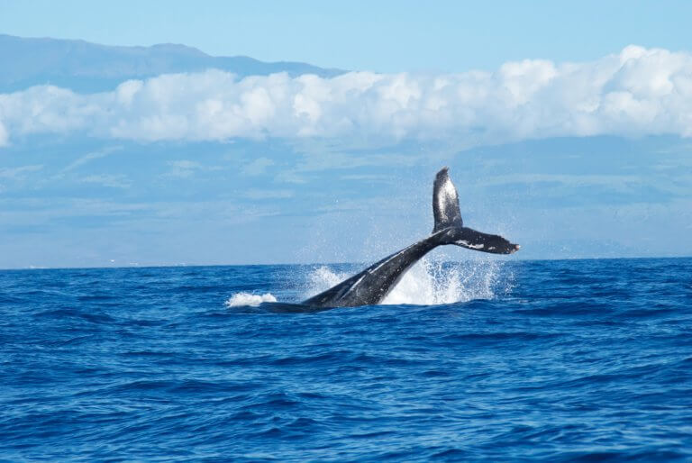 BeBiodiversity Noise pollution: a danger for cetaceans