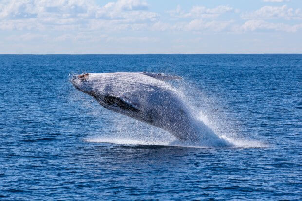 BeBiodiversity Geluidshinder: een gevaar voor walvissen