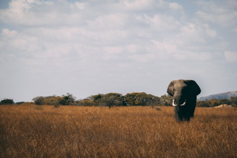 BeBiodiversity Détruire de l’ivoire pour la défense des éléphants sauvages