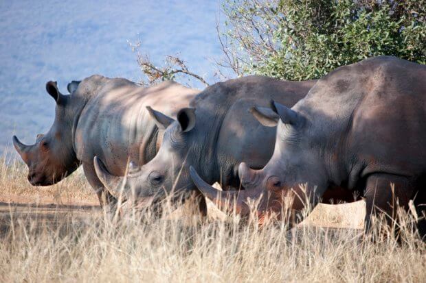 BeBiodiversity L’écotourisme et le commerce durable peuvent-il sauver les rhinocéros ?