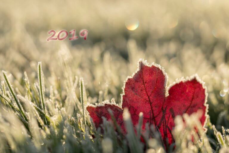 BeBiodiversity A Happy New Year 2019 focused on biodiversity!