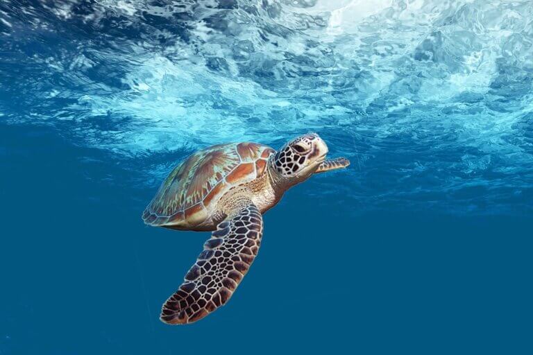 BeBiodiversity Détricoter le lien entre le trafic des tortues marines et la pollution plastique