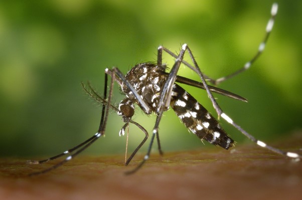 BeBiodiversity Signalez les moustiques exotiques!