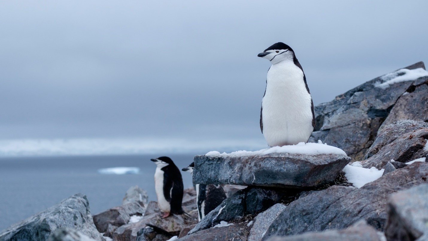 BeBiodiversity 4833CCAMLR : la commission qui protège les écosystèmes marins de l’Antarctique et la biodiversité qui y est associée